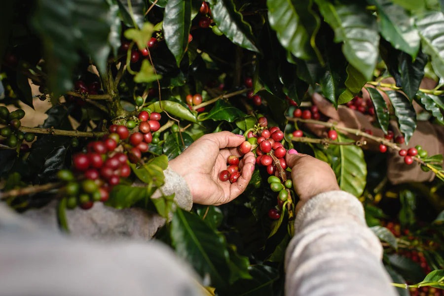 Miss Cherry Coffee Costa Rica Tarrazu SHB