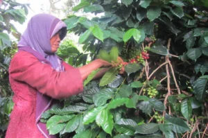 Miss Cherry Coffee Sumatra FTO Café Femenino