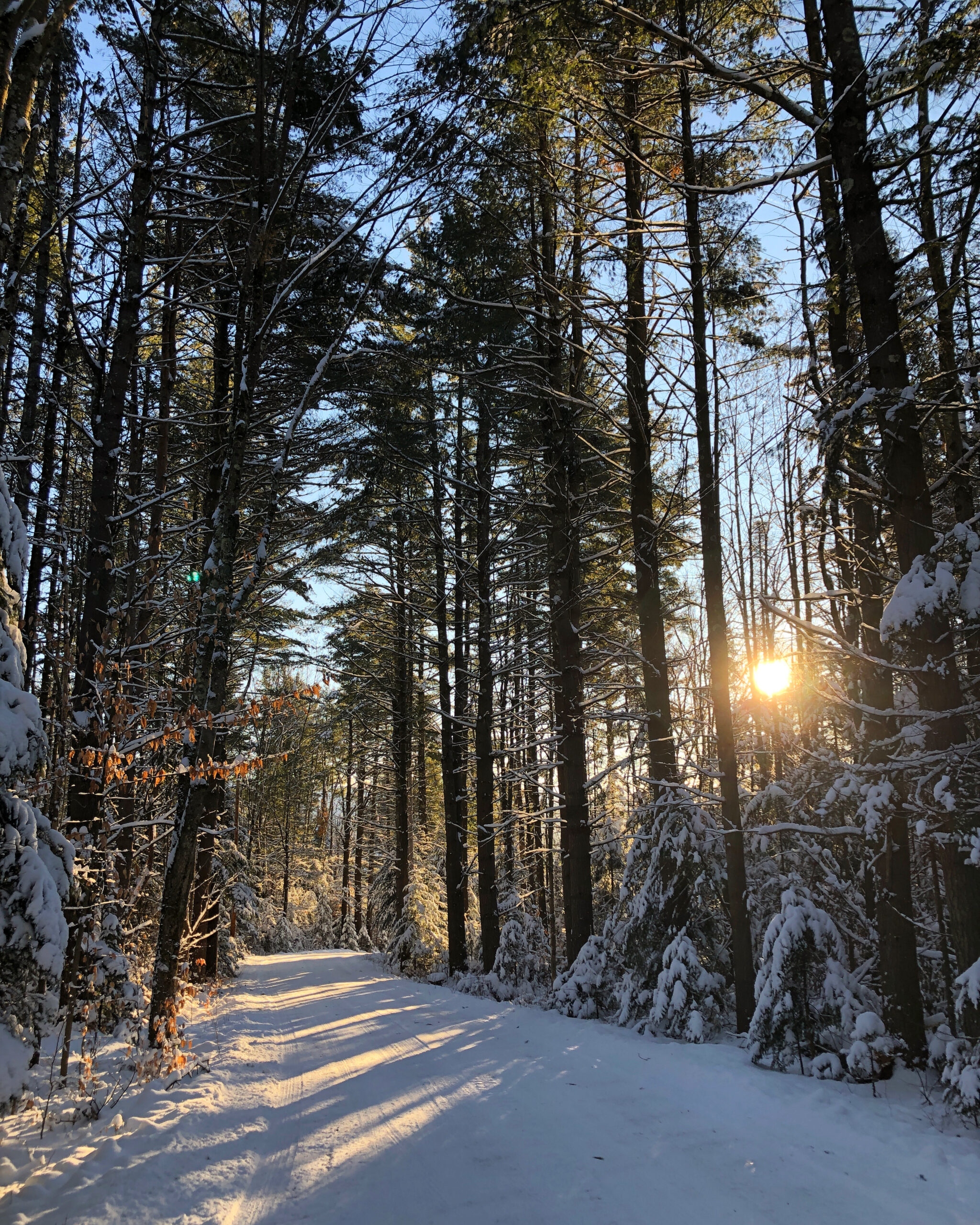 Driveway with light layer of snow cast in shadows from the rising sun peaking through the trees.