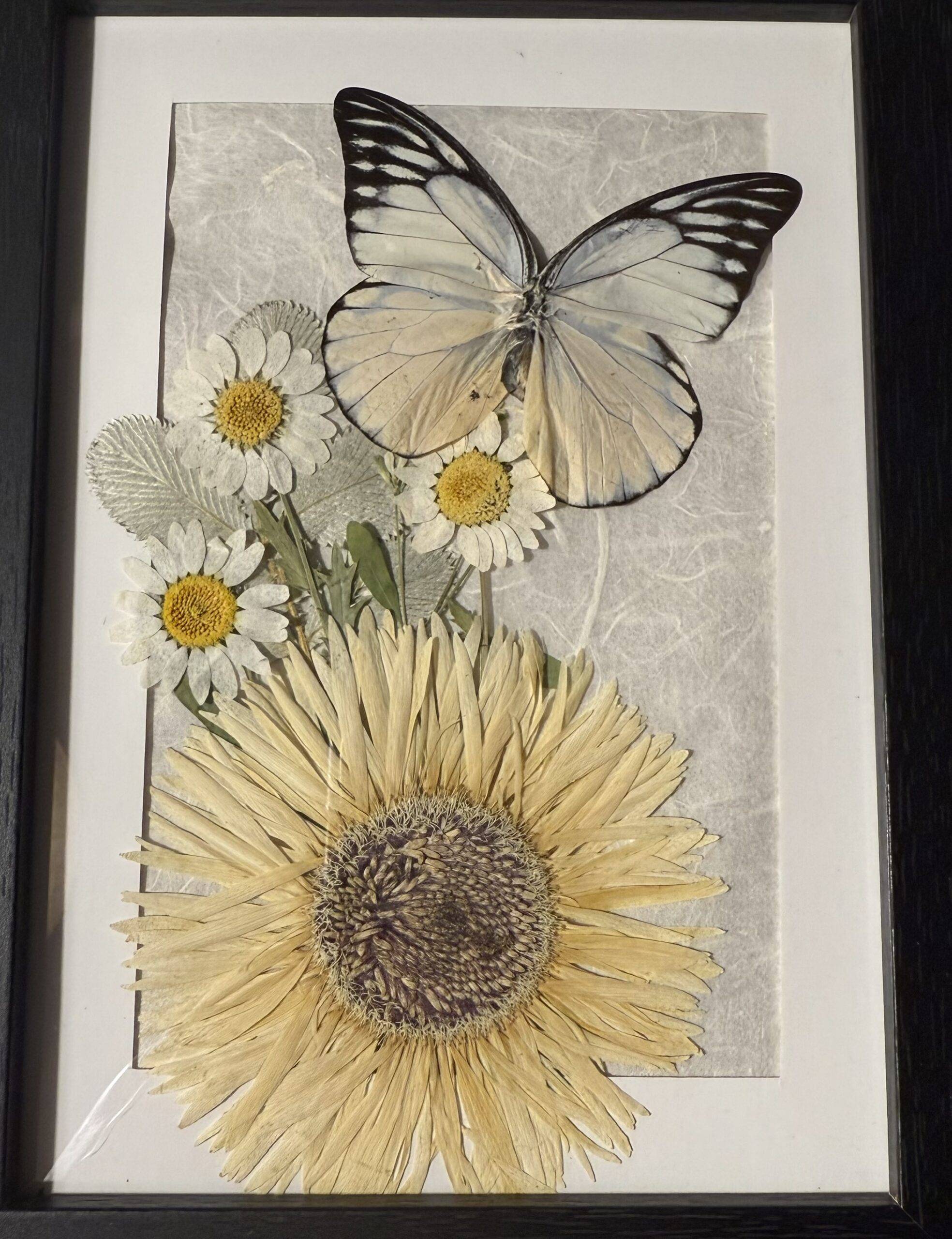 Spotted Sawtooth butterfly with white daisy flowers and cream-colored gerbera daisy