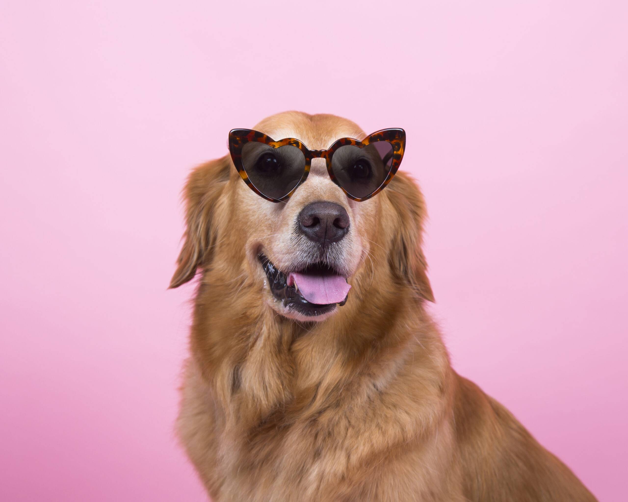 A Golden Retriever dog wearing leopard print framed heart shaped sunglasses sitting on a pink background.